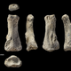 The single fossil finger bone of Homo sapiens – pictured from various angles – from the Al Wusta site, Saudi Arabia is pictured in this undated handout composite photo obtained by Reuters April 9, 2018. Ian Cartwright/Handout